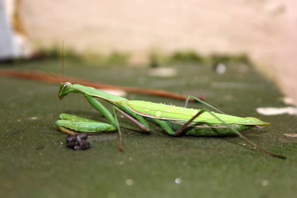istock Dying Praying Mantis (Mantis religiosa) in agony 1437220546