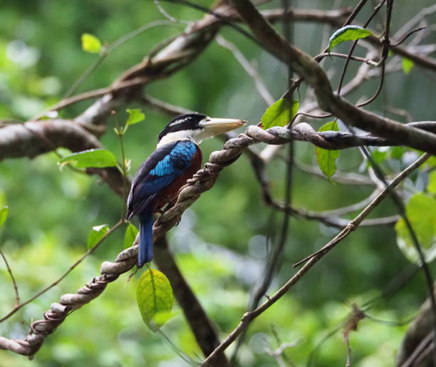 istock rufous-bellied kookaburra (Dacelo gaudichaud) 1437221433