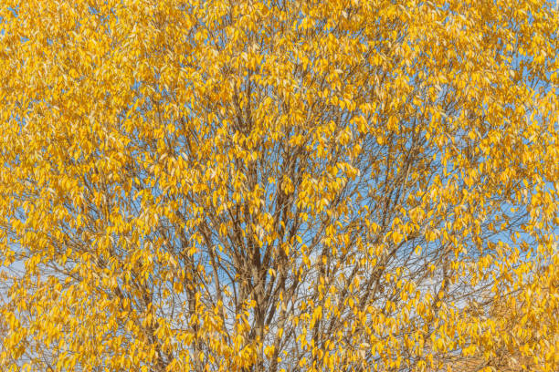 istock Leaves on the tree branches at autumn. 1437221704