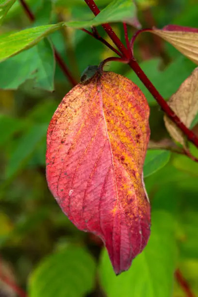 Photo of Common dogwood autumn red leaf colour with a green shield bug insect