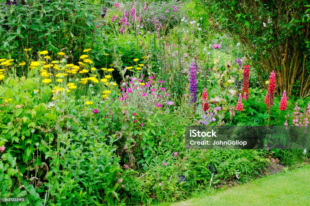 Herbaceous Border Lush, English herbaceous border in the height of summer. Landscaped Stock Photo