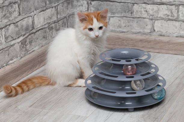 istock little kitten playing with kitten ball toy. 1437224925