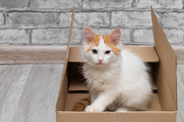 istock little kitten sits in a cardboard box 1437224949