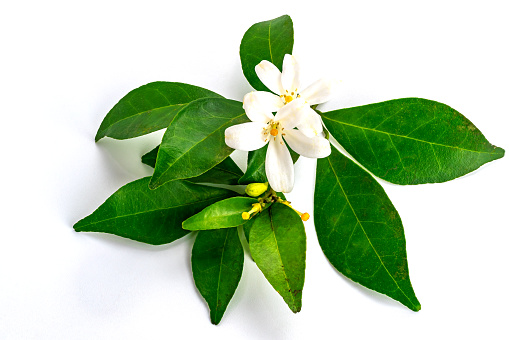 Closeup of fresh blooming orangejasmine flowers with green leaves and bud on white background.