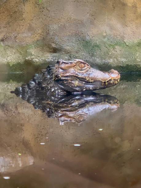 krokodyl z odruchem - american alligator zdjęcia i obrazy z banku zdjęć