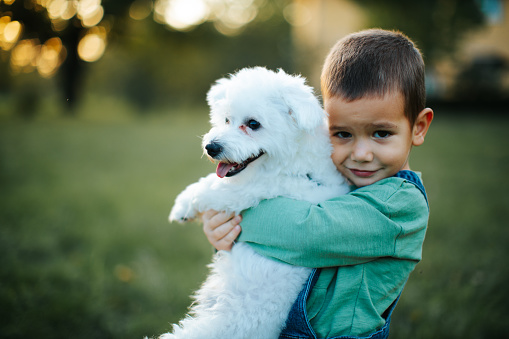 Young boy play with a young White Malteser dog on green grass