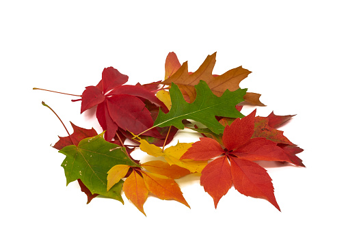 various colorful autumn leaves with white background