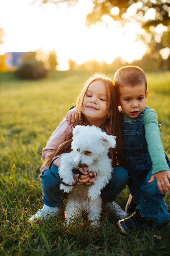 Brothers and sisters play with a young White Malteser dog on green grass