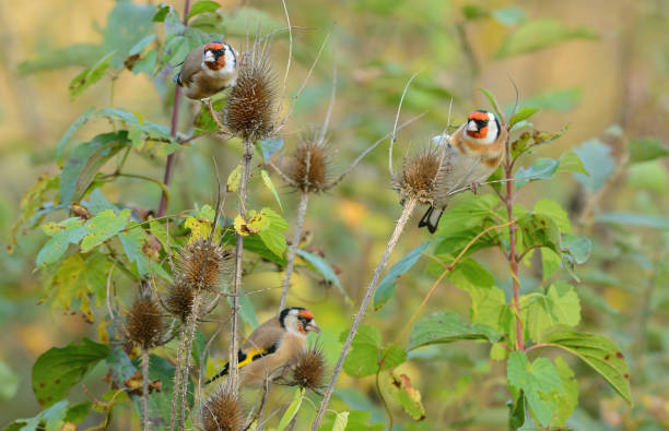 istock European Goldfinch (Carduelis carduelis) 1437229053