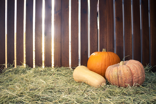 three pumpkins on hay or straw and in the background a wooden fence through which the sun's rays pass through