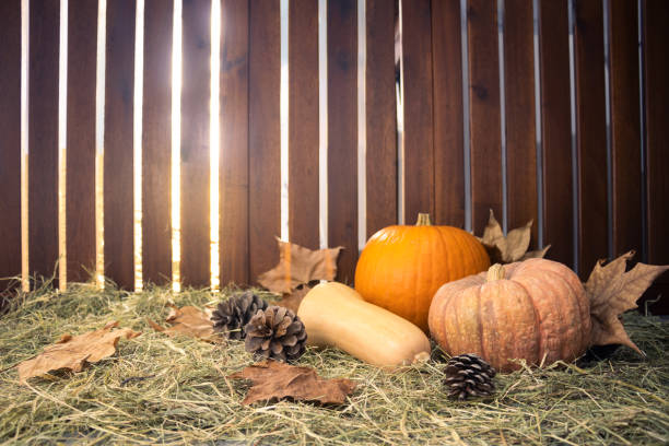 pumpkins, dry leaves and pineapples on straw in a barn stock photo