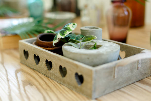 istock plant in concrete tray stands on wooden table 1437231206