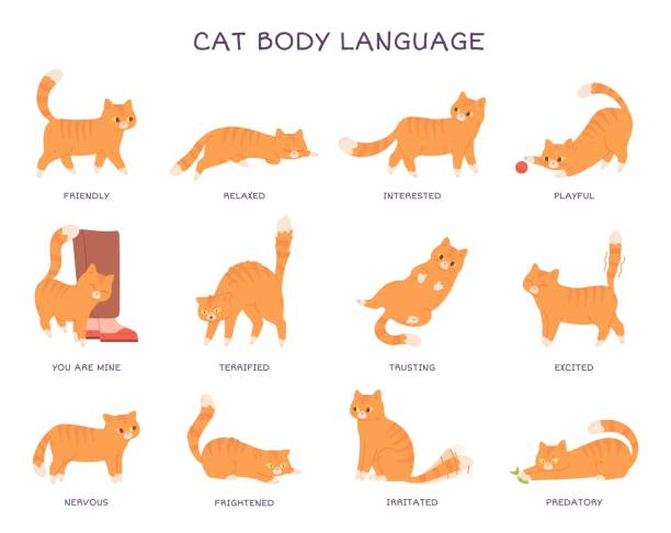 Cats language. Cat body expression feeling, behavior pet tail action animal feline emotions poses fear angry surprised funny kitten character, cartoon garish vector illustration Cats language. Cat body expression feeling, behavior pet tail action animal feline emotions poses fear angry surprised funny kitten character, cartoon vector illustration of interested and playful playful set stock illustrations