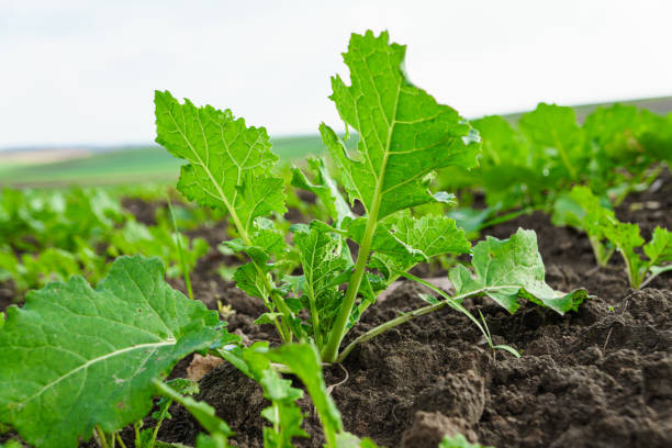 istock Young shoots of sugar beet. Sugar production 1437234448