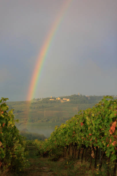 RAinbow in TUSCAN vineyards
