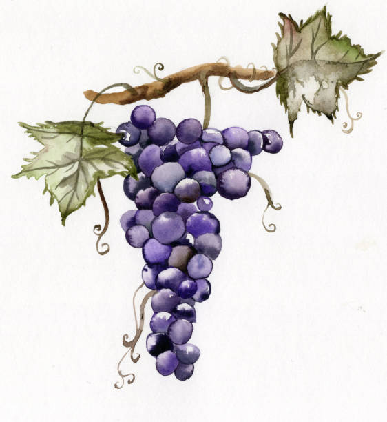 illustrazioni stock, clip art, cartoni animati e icone di tendenza di grappolo di uva rossa. - red grape