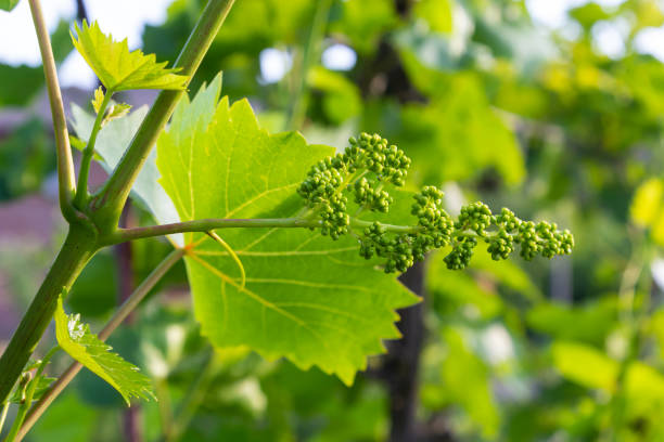 istock Young ovary of grapes. Fresh spring greens against a blue sky. Sunlight 1437236191