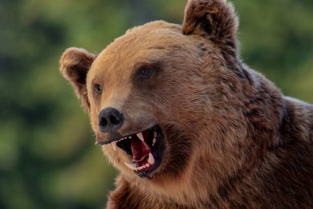istock a close-up with the head of an aggressive bear 1437236415