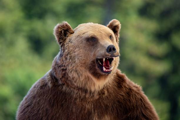 istock a close-up of a stuffed bear 1437236421