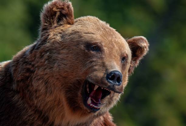 istock a close-up with the profile of an aggressive bear 1437236427