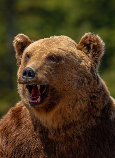 istock a close-up with the profile of an aggressive bear 1437236428
