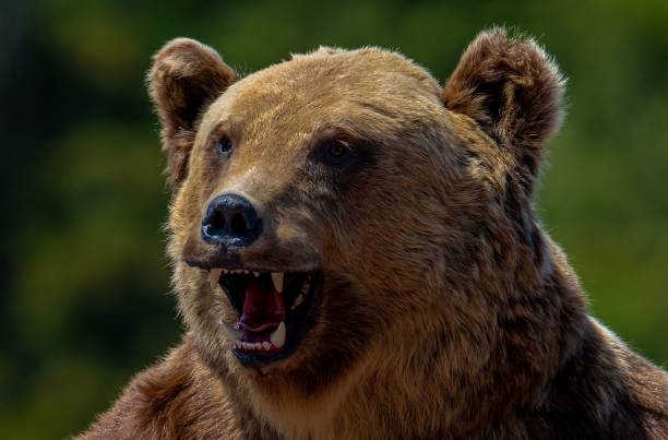 istock a close-up with the head of an aggressive bear 1437236440