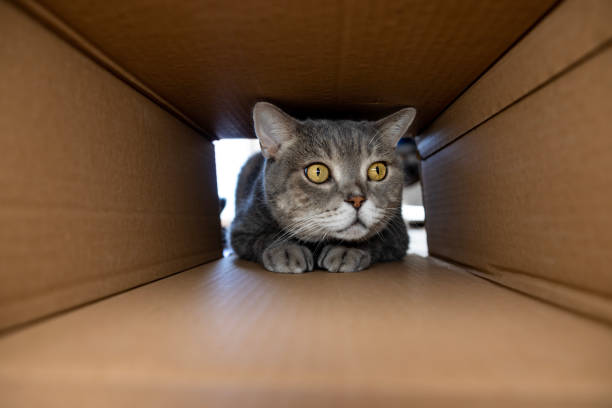 istock Curious and playful cat in a cardboard box 1437236489
