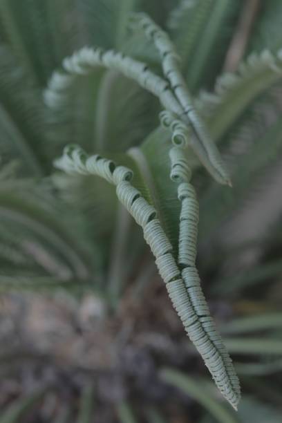 istock Vertical selective focus shot of tropical plant leaves 1437236505