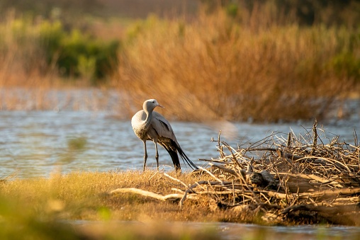 A blue crane standing near a marsh with dry vegetation