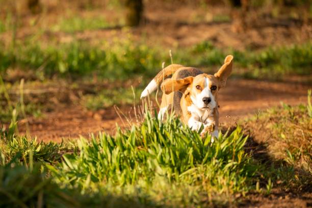 istock Beagle dog running outdoorsa 1437236670