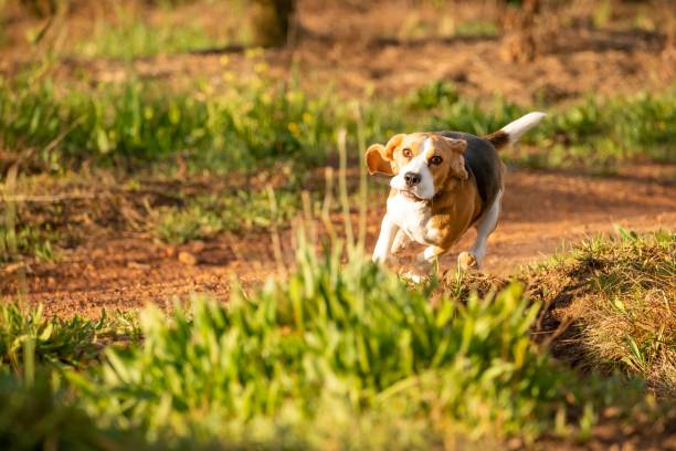 istock Beagle dog running outdoors 1437236684