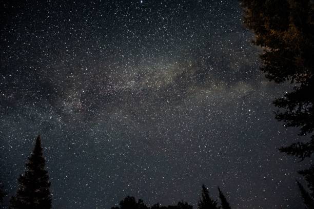 istock Silhouettes of tree tops against blue starry sky background 1437236780