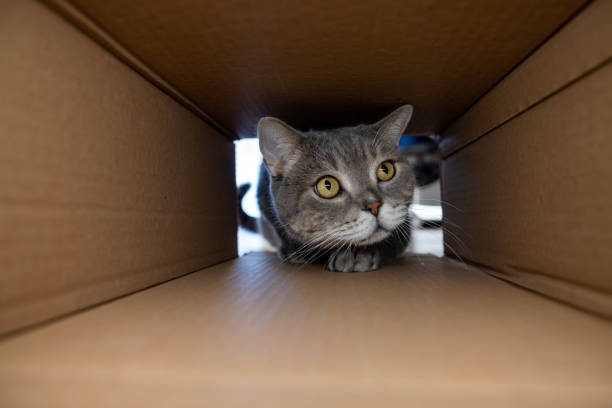Curious and playful cat in a cardboard box stock photo