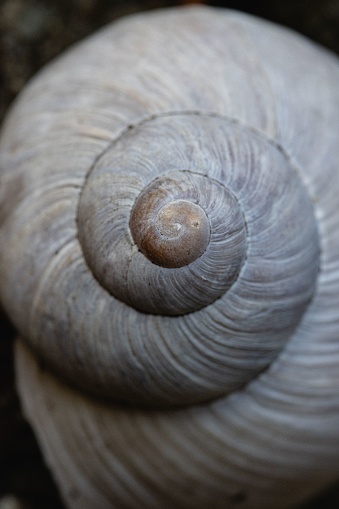 A brown snail shell illuminated by the evening sun and photographed on a stone background with a macro lens, high resolution with copy space
