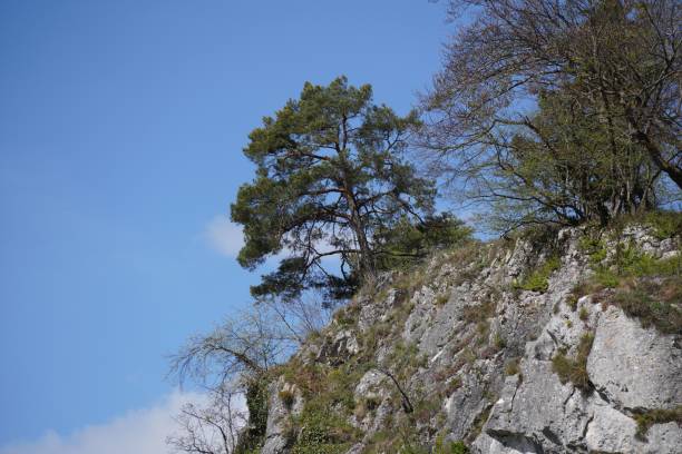 Bavarian Forest in spring with fresh greenery and blossoming trees