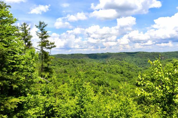 istock Landscape view of forest trees on the hills under the cloudy sky 1437237908