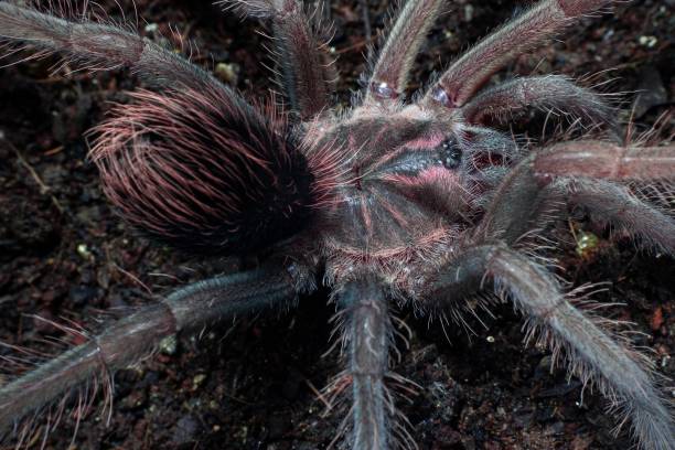 istock giant purple tarantula macro photography 1437237944