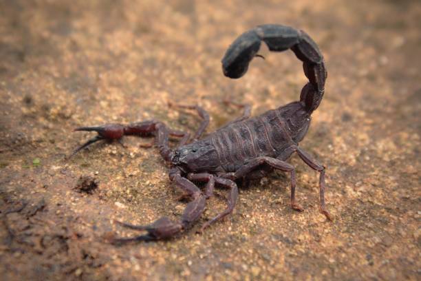 istock macro photography of scorpio 1437237957