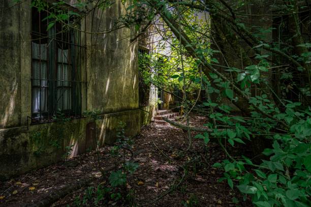 istock Low-angle view of an ancient house in the beautiful forest 1437238004