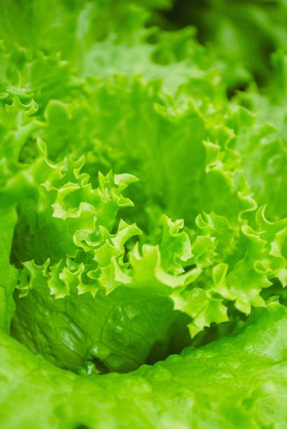 istock Salad leaves closeup 1437238199