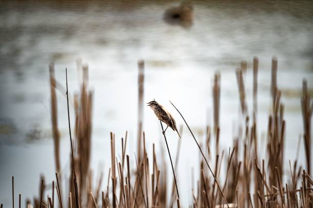 istock Closeup of a Red-winged blackbird perched on dried grass in sunlight 1437238263