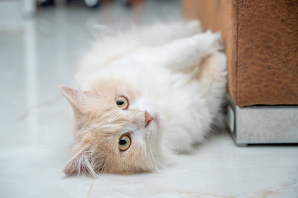 istock White and brown persian cat with a cute face. 1437238284