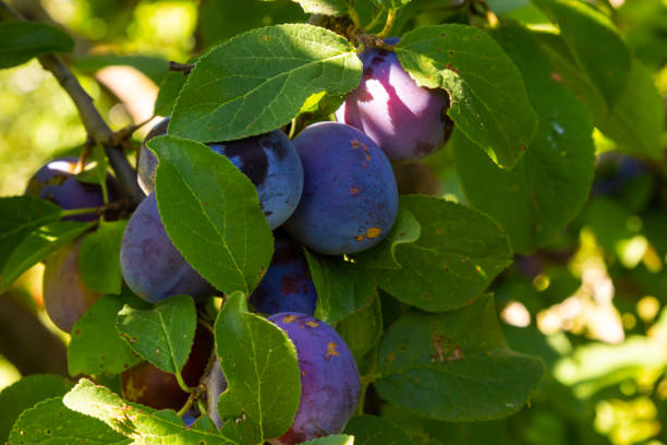 istock Plum tree with juicy fruits on sunset light 1437238291