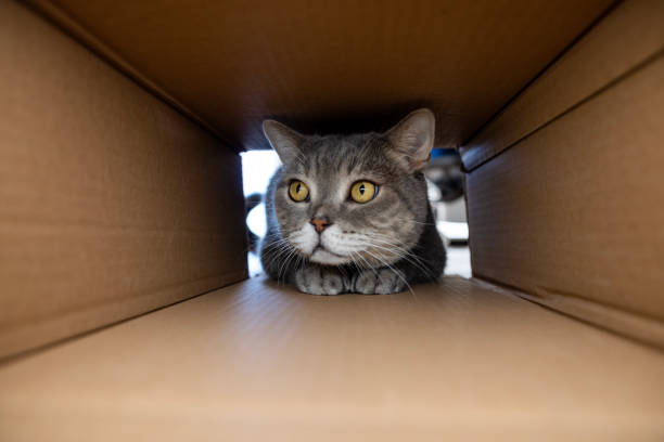 istock Curious and playful cat in a cardboard box 1437238362