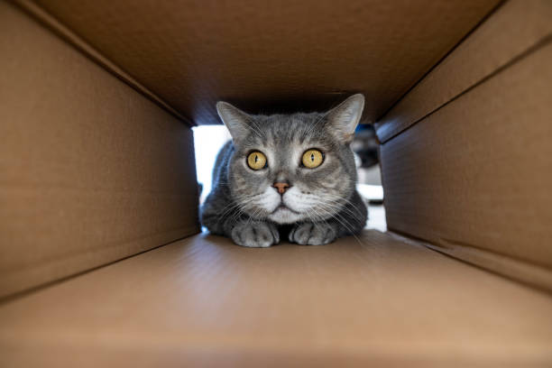 istock Curious and playful cat in a cardboard box 1437238371