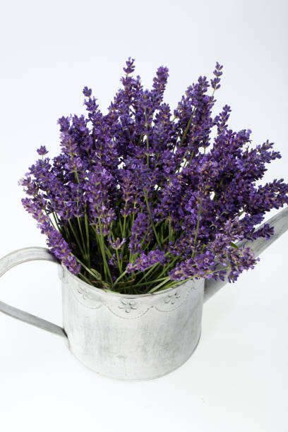 istock Watering Can and Lavender isolated on white 1437238900