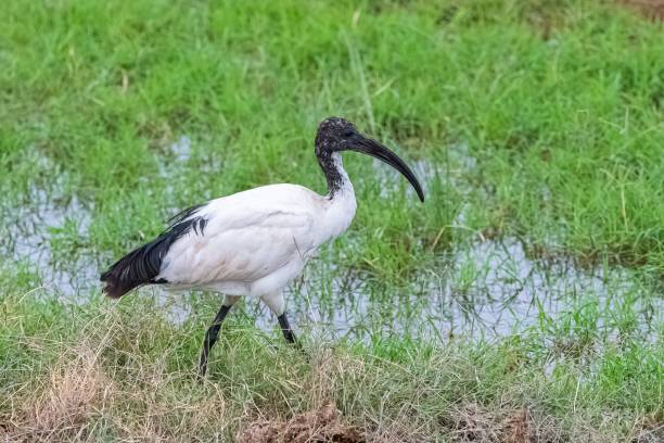 istock African Sacred Ibis in the savannah 1437240153