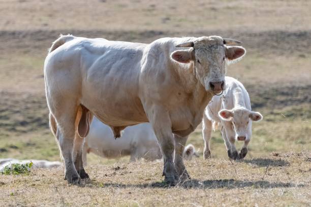istock Cows in a field, portrait 1437240682