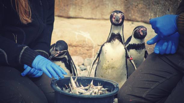istock Workers feeding the penguins in the zoo 1437240986