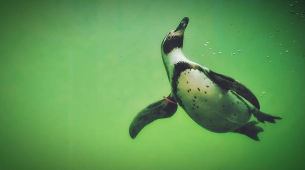 istock Penguin swimming in the water 1437240997